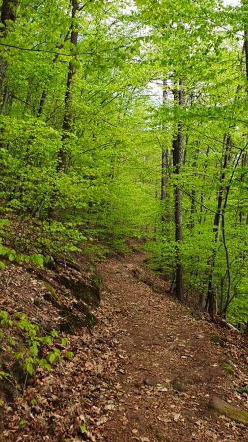 Ferienwohnungen Im Herzen Des Pfaelzerwaldes Elmstein Exterior foto